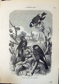 Antique Old Print Siskin Bullfinch Gfinch Brehm Jones C1860 Cassell'S Birds
