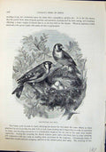 Original Old Antique Print Gfinch Nest Eggs Brehm Jones C1860 Cassell'S Birds