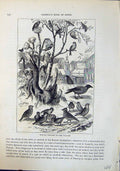 Old Print Brehm Jones C1860 Cassell'S Birds Winter Visitors Village Scene 19th