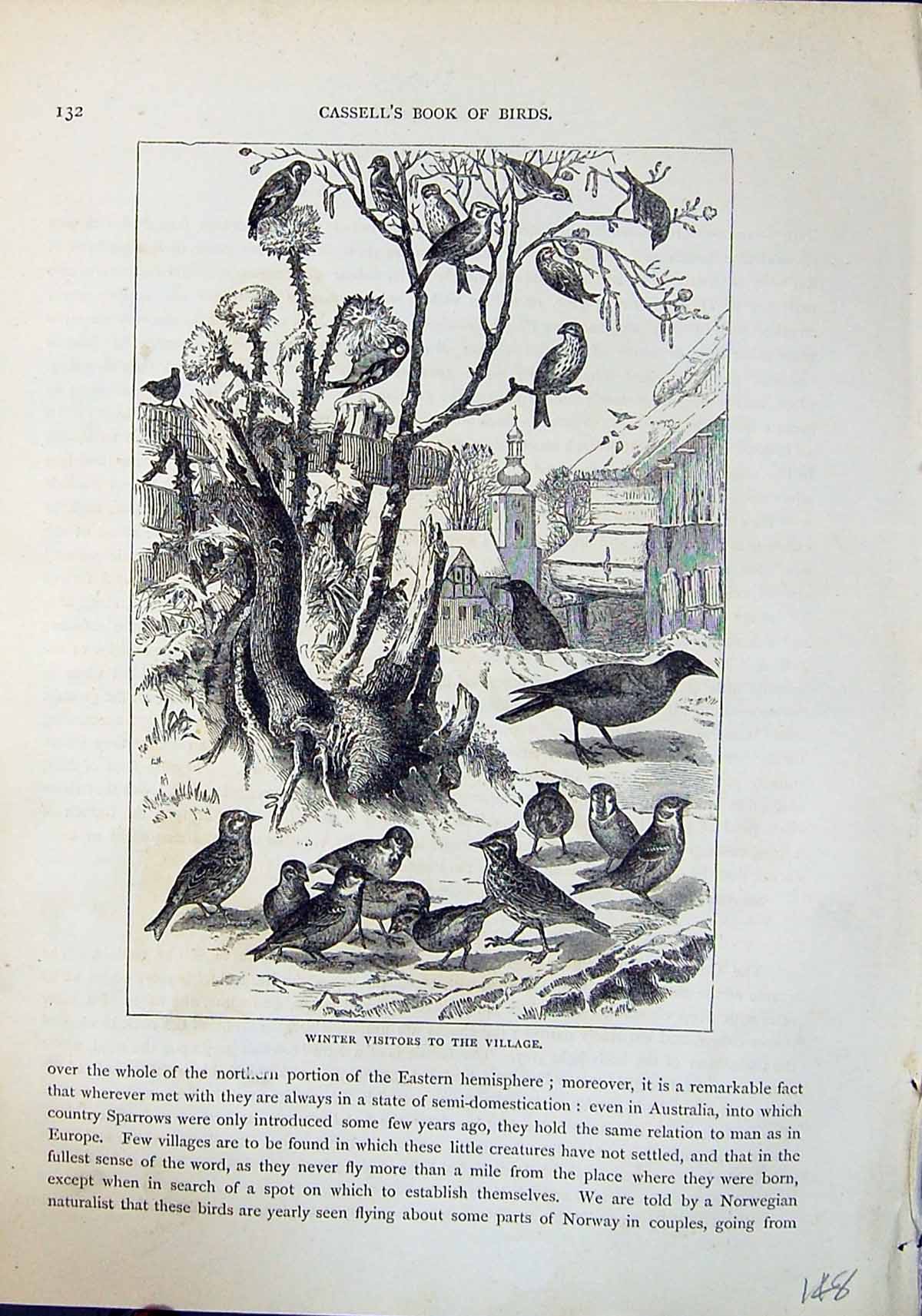 Old Print Brehm Jones C1860 Cassell'S Birds Winter Visitors Village Scene 19th