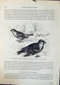 Old Tree House Sparrow Passer Montanus Brehm Jones C1860 Cassell'S Bi Victorian