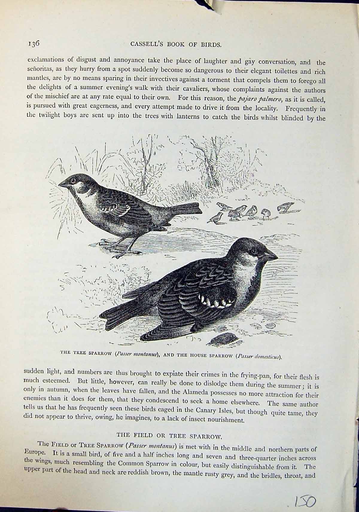 Old Tree House Sparrow Passer Montanus Brehm Jones C1860 Cassell'S Bi Victorian