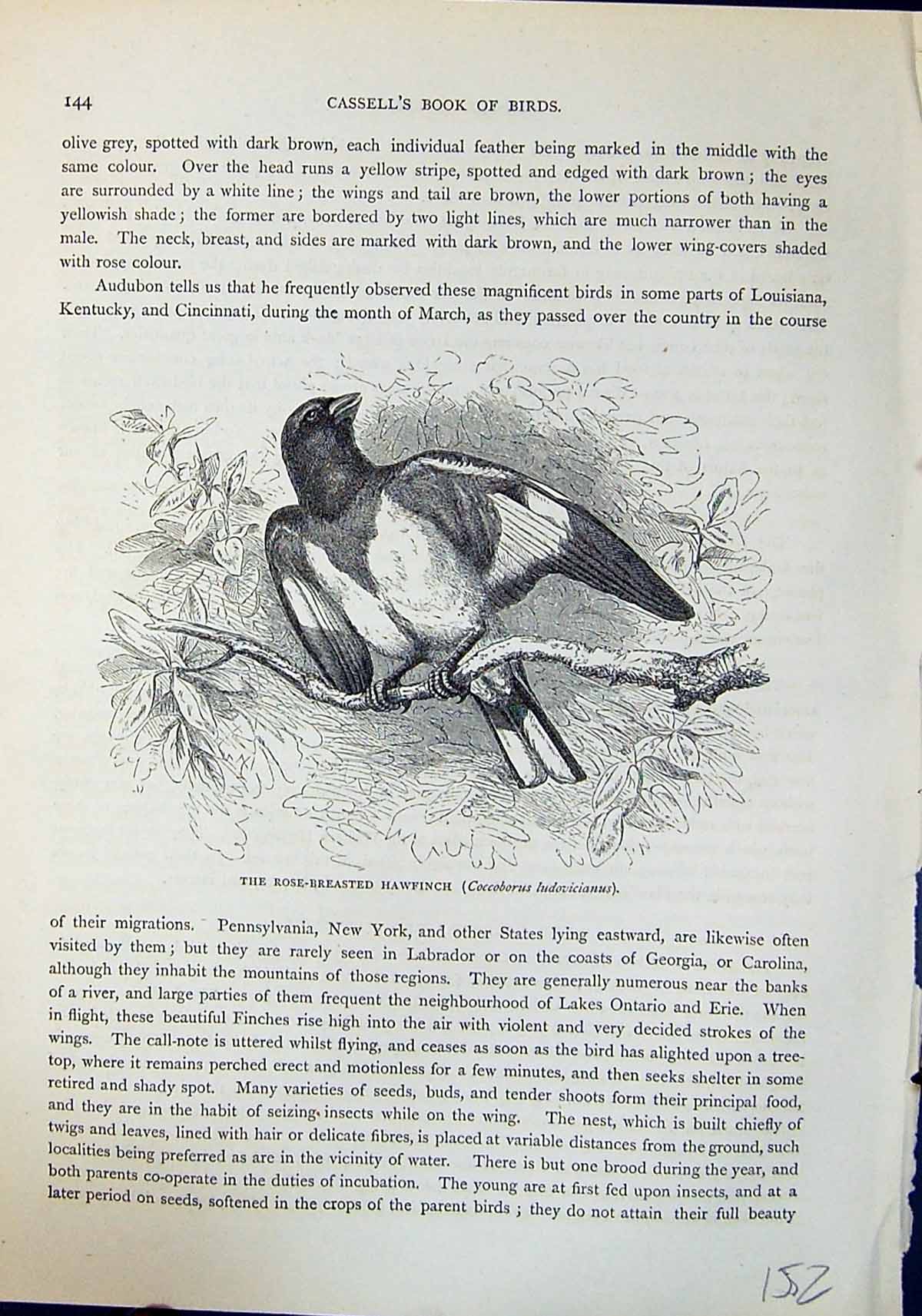 Old Rose-Breasted Hawfinch Ludovicianus Brehm Jones C1860 Cassell'S B Victorian
