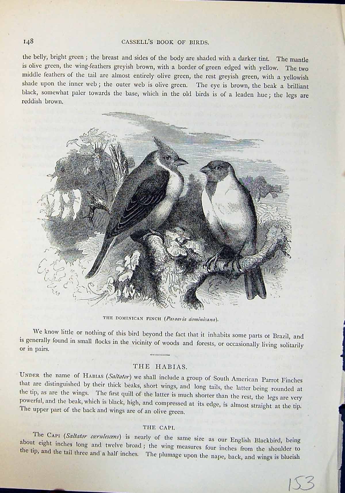 Antique Print Dominican Finch Dominicana Brehm Jones C1860 Cassell'S Birds 19th
