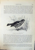 Antique Print Rarita Rara Phytotoma Rara Brehm Jones C1860 Cassell'S Birds 19th