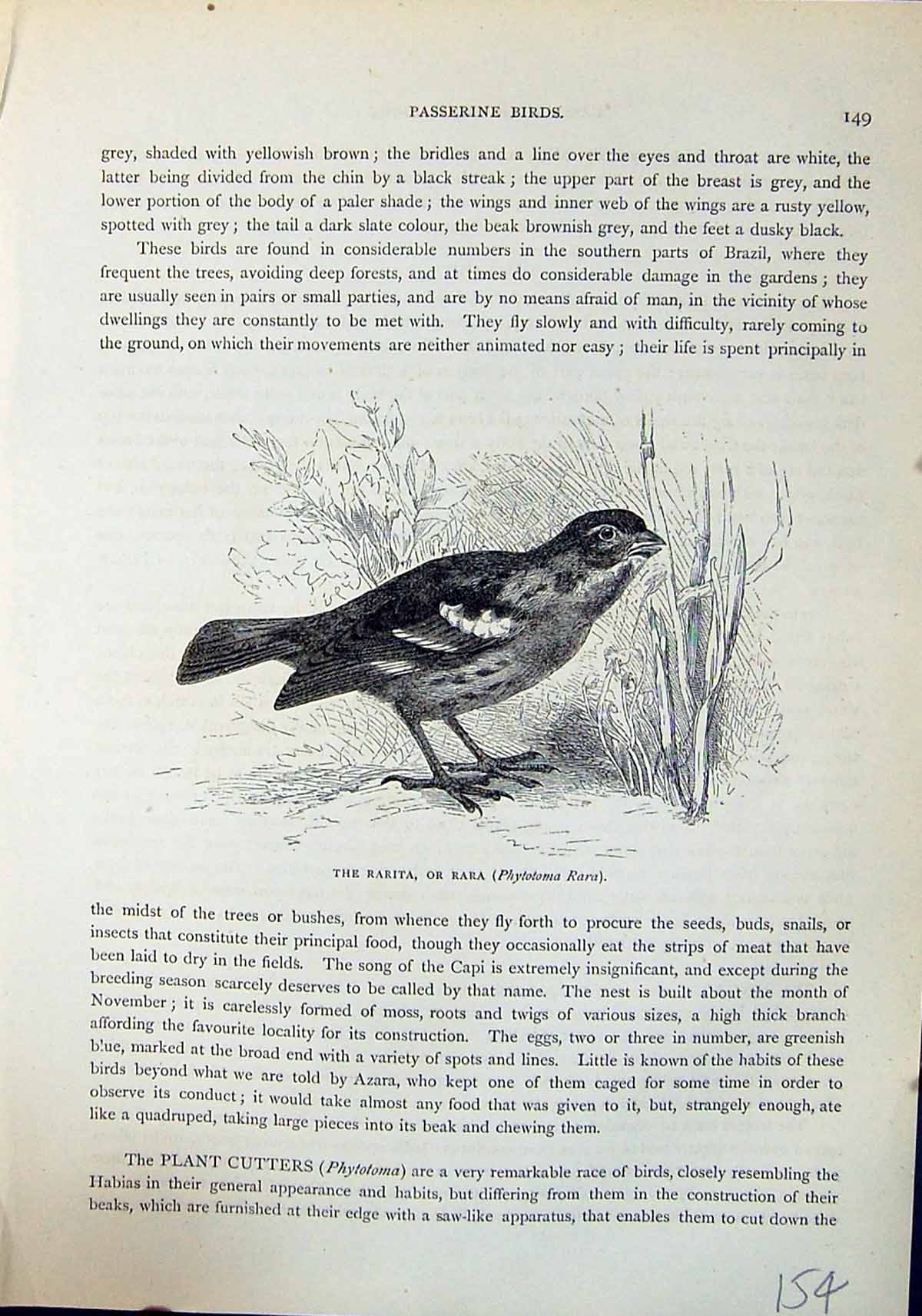 Antique Print Rarita Rara Phytotoma Rara Brehm Jones C1860 Cassell'S Birds 19th