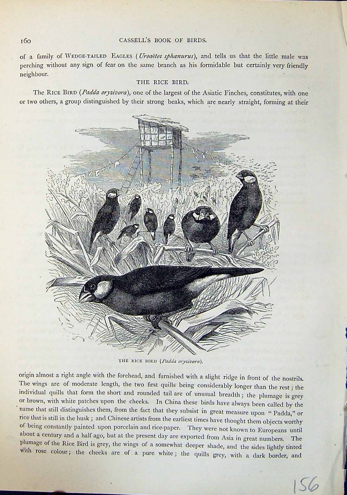 Old Antique Print Rice Padda Oryzivora Brehm Jones C1860 Cassell'S Birds 19th