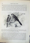 Old Pheasant Finch Astrilda Undulata Brehm Jones C1860 Cassell'S Bird Victorian