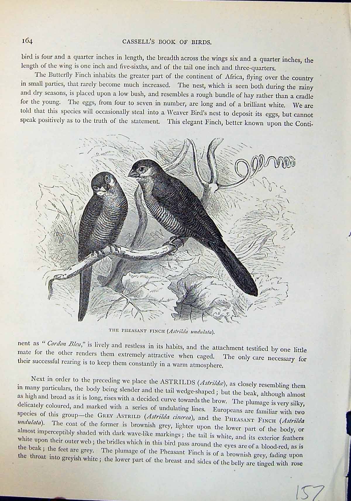 Old Pheasant Finch Astrilda Undulata Brehm Jones C1860 Cassell'S Bird Victorian