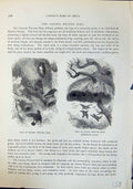 Old Nest Mahali Social Weaver Bird Brehm Jones C1860 Cassell'S Birds Victorian