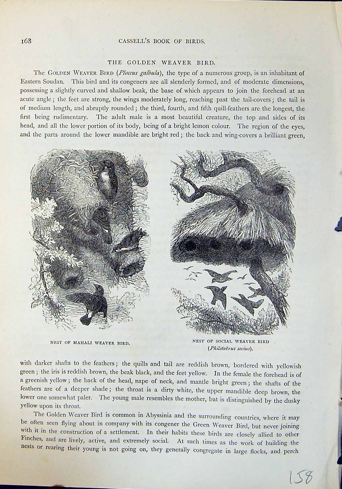 Old Nest Mahali Social Weaver Bird Brehm Jones C1860 Cassell'S Birds Victorian