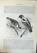 Old Print Gen Weaver Bird Masked Gallbula Brehm Jones C1860 Cassell'S Bi 19th