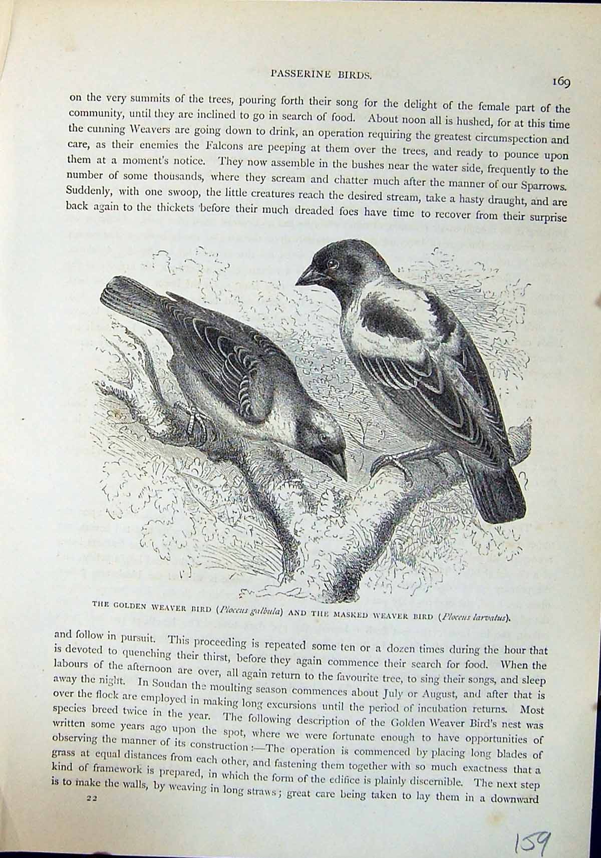 Old Print Gen Weaver Bird Masked Gallbula Brehm Jones C1860 Cassell'S Bi 19th