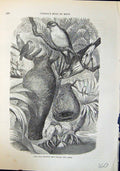 Antique Print Java Weaver Bird Baya Nests Brehm Jones C1860 Cassell'S Birds