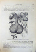 Old Print Breeding Nest Gen-Fronted Weaver Bird Brehm Jones C1860 Cassel 19th