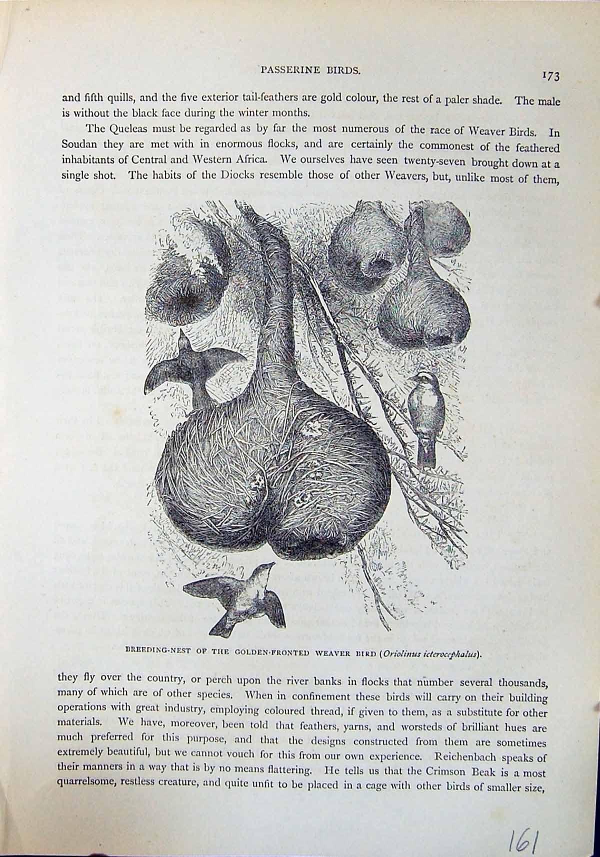 Old Print Breeding Nest Gen-Fronted Weaver Bird Brehm Jones C1860 Cassel 19th