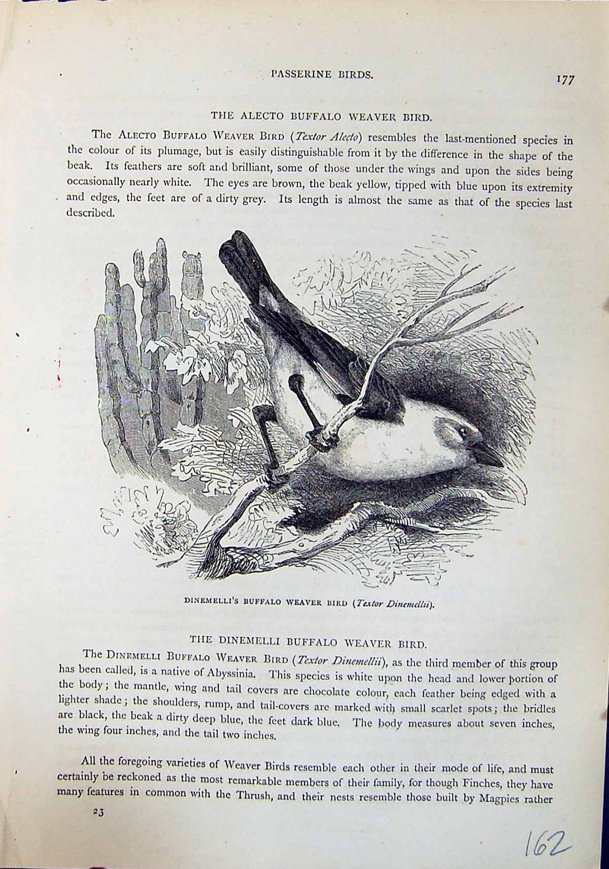 Old Dinemelli Buffalo Weaver Bird Textor Brehm Jones C1860 Cassell'S Victorian