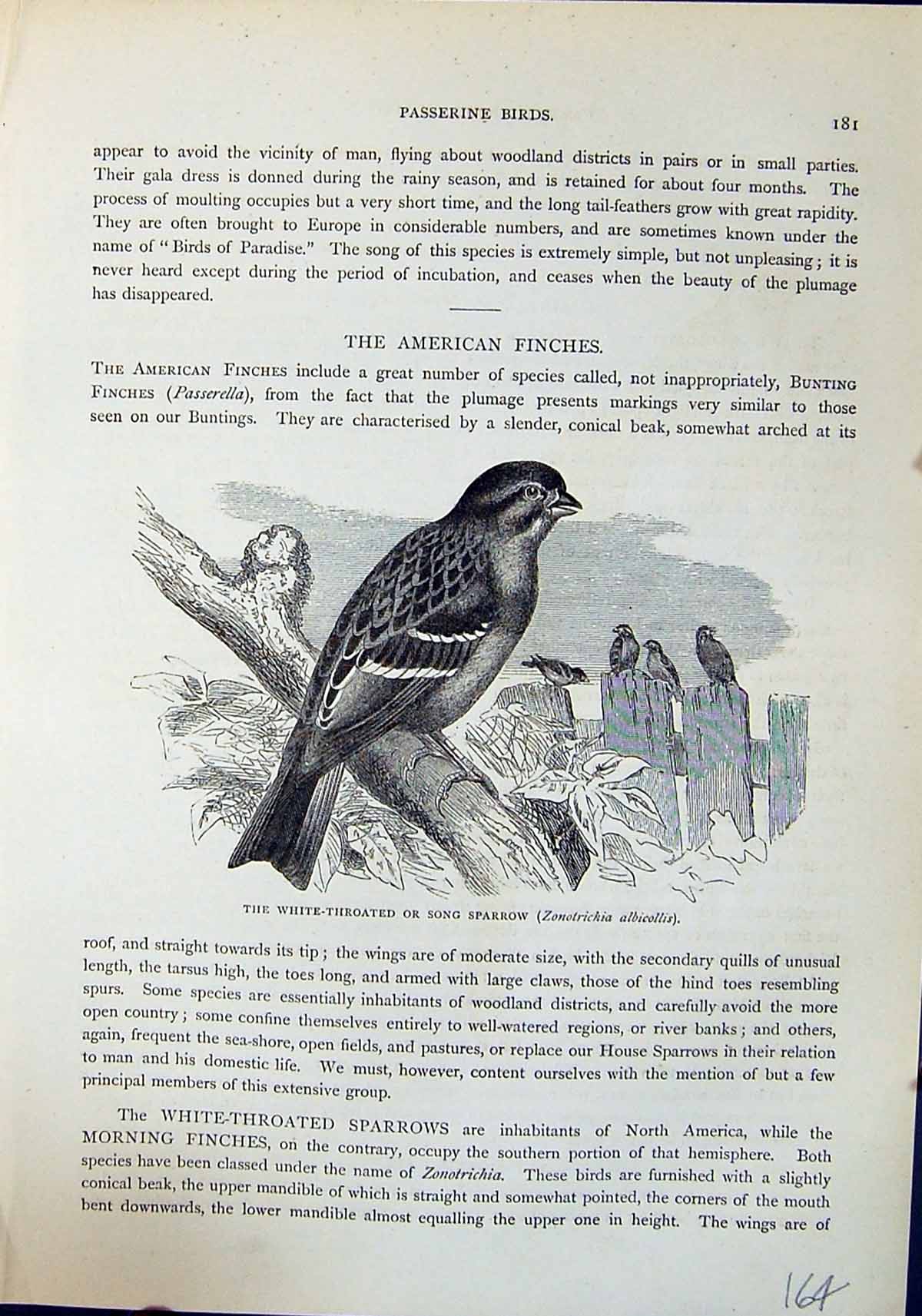 Old White-Throated Song Sparrow Albicollis Brehm Jones C1860 Cassell' Victorian