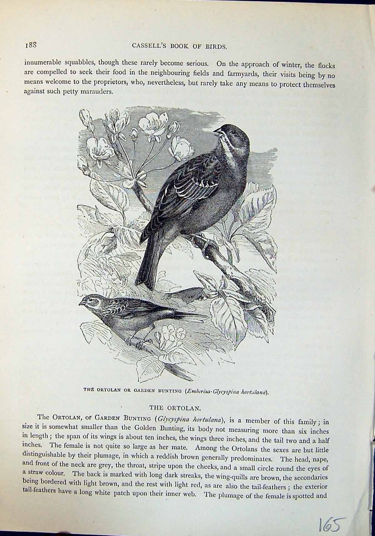 Old Ortolan Garden Bunting Hortulana Brehm Jones C1860 Cassell'S Bird Victorian