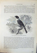 Old Black-Headed Bunting Melanocephala Brehm Jones C1860 Cassell'S Bi Victorian