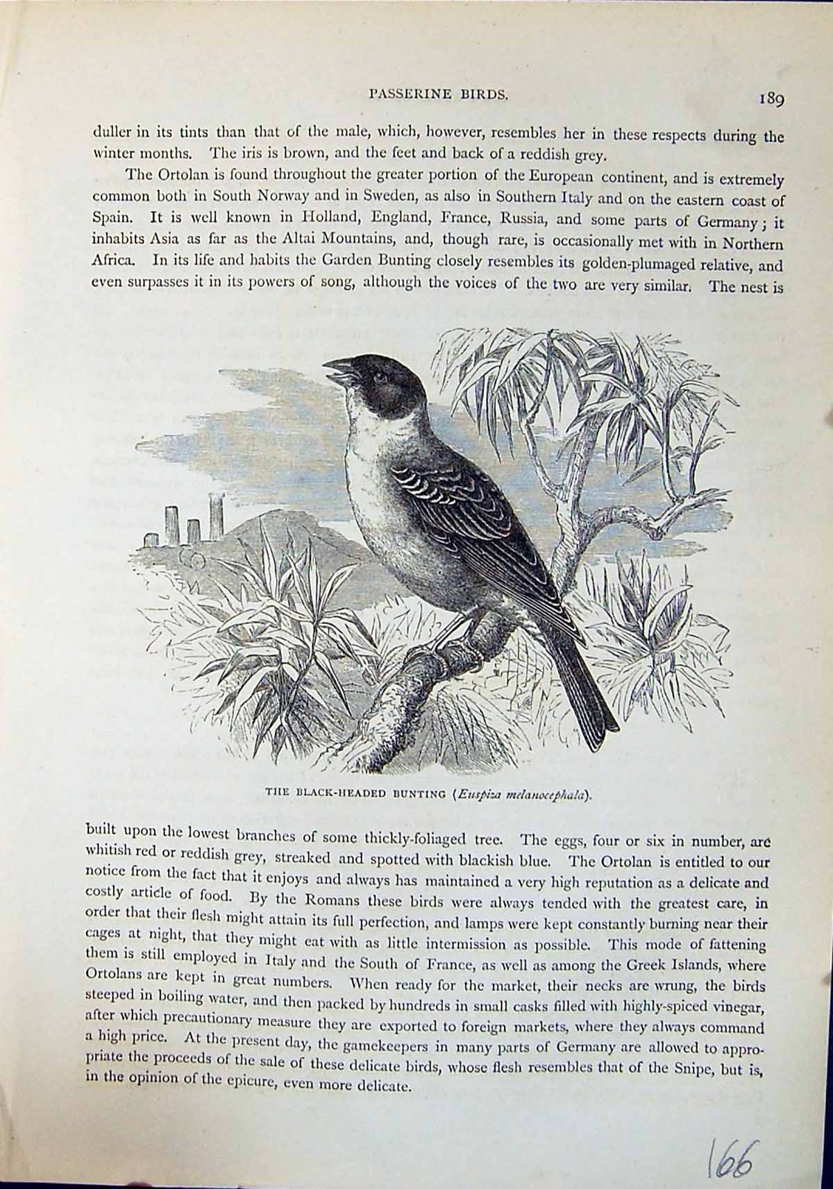 Old Black-Headed Bunting Melanocephala Brehm Jones C1860 Cassell'S Bi Victorian