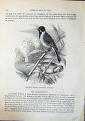 Old Reed Bunting Cynchramus Schoeniclus Brehm Jones C1860 Cassell'S B Victorian