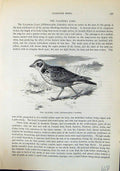 Old Calandra Lark Melanocorypha Calandra Brehm Jones C1860 Cassell'S Victorian