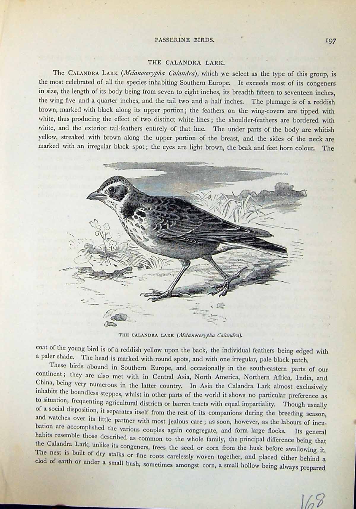 Old Calandra Lark Melanocorypha Calandra Brehm Jones C1860 Cassell'S Victorian