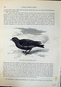 Old Print Moor Lark Saxilauda Tatarica Brehm Jones C1860 Cassell'S Birds 19th