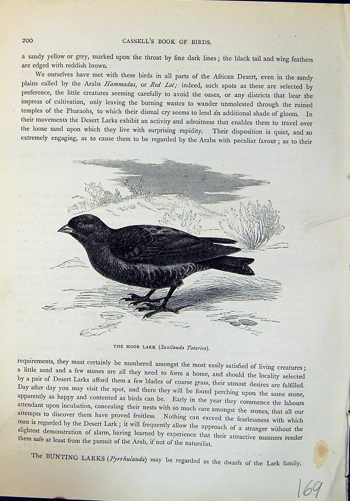Old Print Moor Lark Saxilauda Tatarica Brehm Jones C1860 Cassell'S Birds 19th
