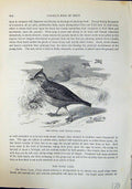 Old Print Brehm Jones C1860 Cassell'S Birds Tufted Lark Calerita Cristata 19th