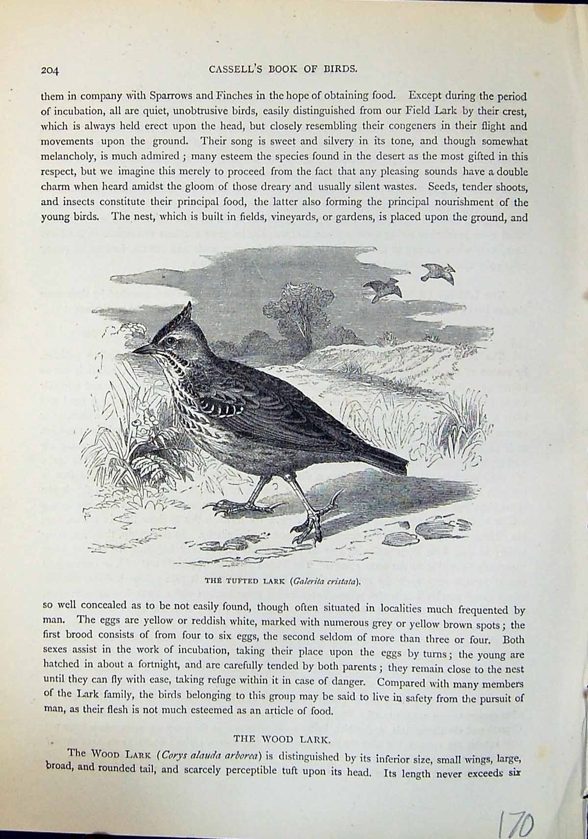 Old Print Brehm Jones C1860 Cassell'S Birds Tufted Lark Calerita Cristata 19th