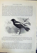 Old Print Boblink Dolichonyx Oryzivorus Brehm Jones C1860 Cassell'S Birds 19th