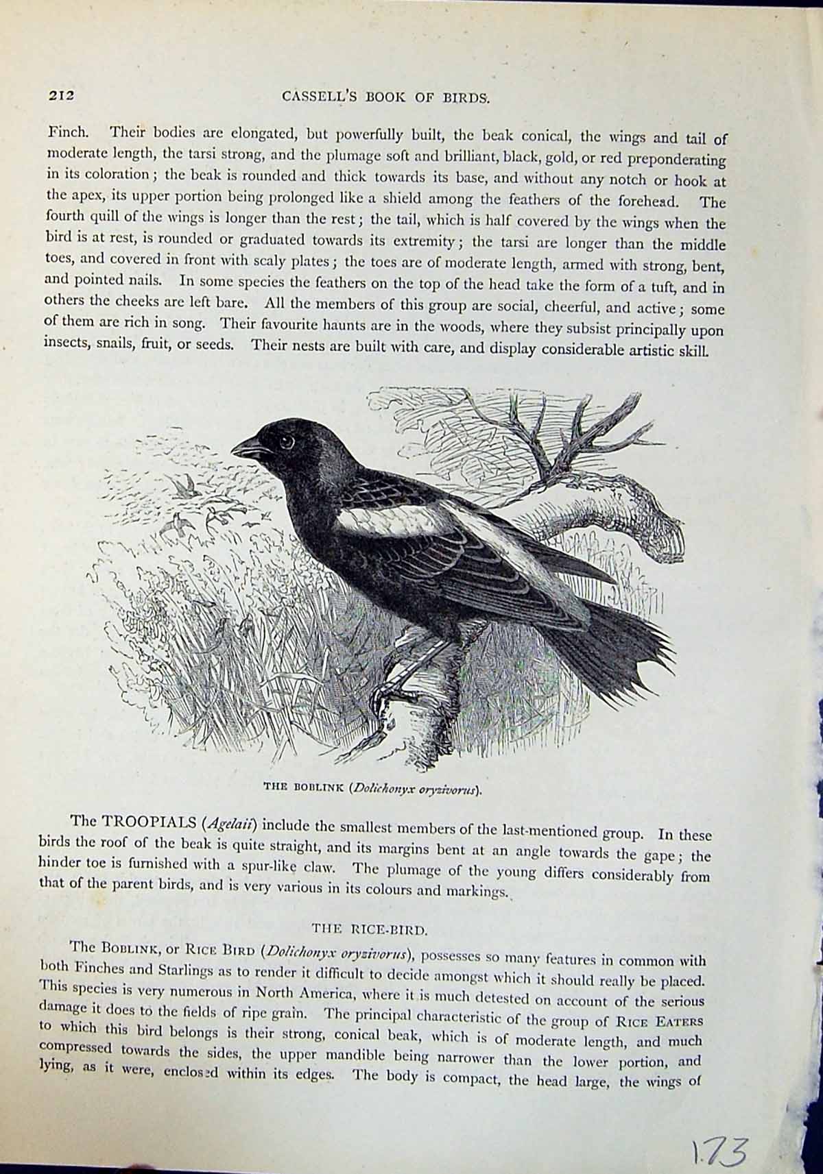 Old Print Boblink Dolichonyx Oryzivorus Brehm Jones C1860 Cassell'S Birds 19th
