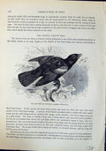 Old Red-Winged Troopial Agelaius Phoeniceus Brehm Jones C1860 Cassell Victorian