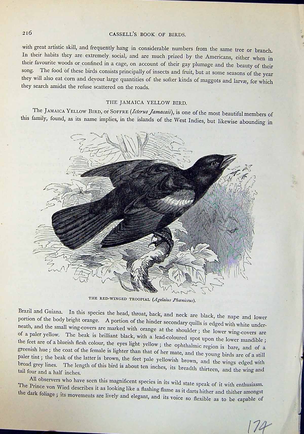 Old Red-Winged Troopial Agelaius Phoeniceus Brehm Jones C1860 Cassell Victorian