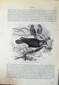 Old Cow Starling Molothrus Pecoris Brehm Jones C1860 Cassell'S Birds Victorian