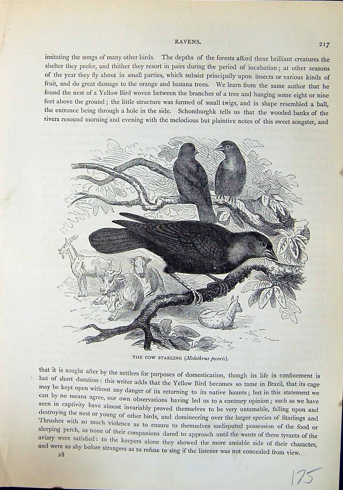 Old Cow Starling Molothrus Pecoris Brehm Jones C1860 Cassell'S Birds Victorian