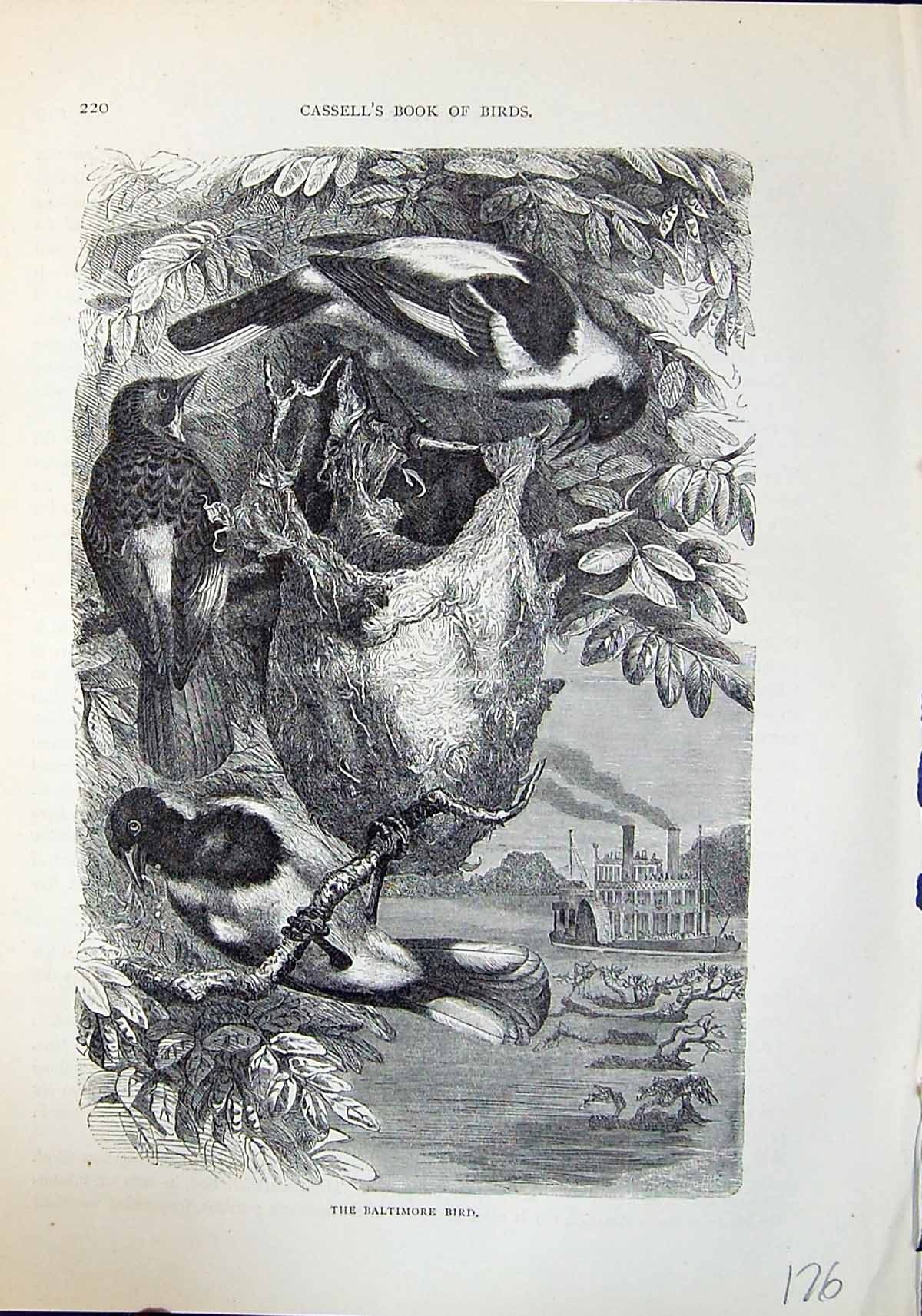 Old Antique Print Baltimore Bird Nest Brehm Jones C1860 Cassell'S Birds 19th