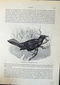 Old Great Boat-Tail Quiscalus Major Brehm Jones C1860 Cassell'S Birds Victorian