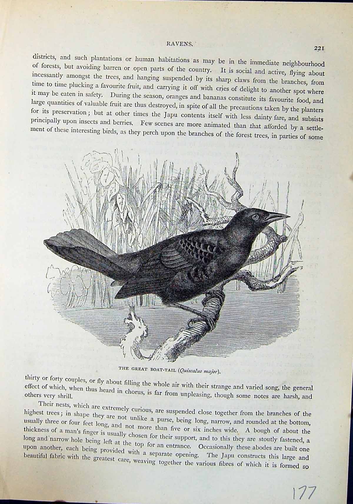 Old Great Boat-Tail Quiscalus Major Brehm Jones C1860 Cassell'S Birds Victorian