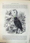 Old Common Starling Sturnus Vulgaris Brehm Jones C1860 Cassell'S Bird Victorian