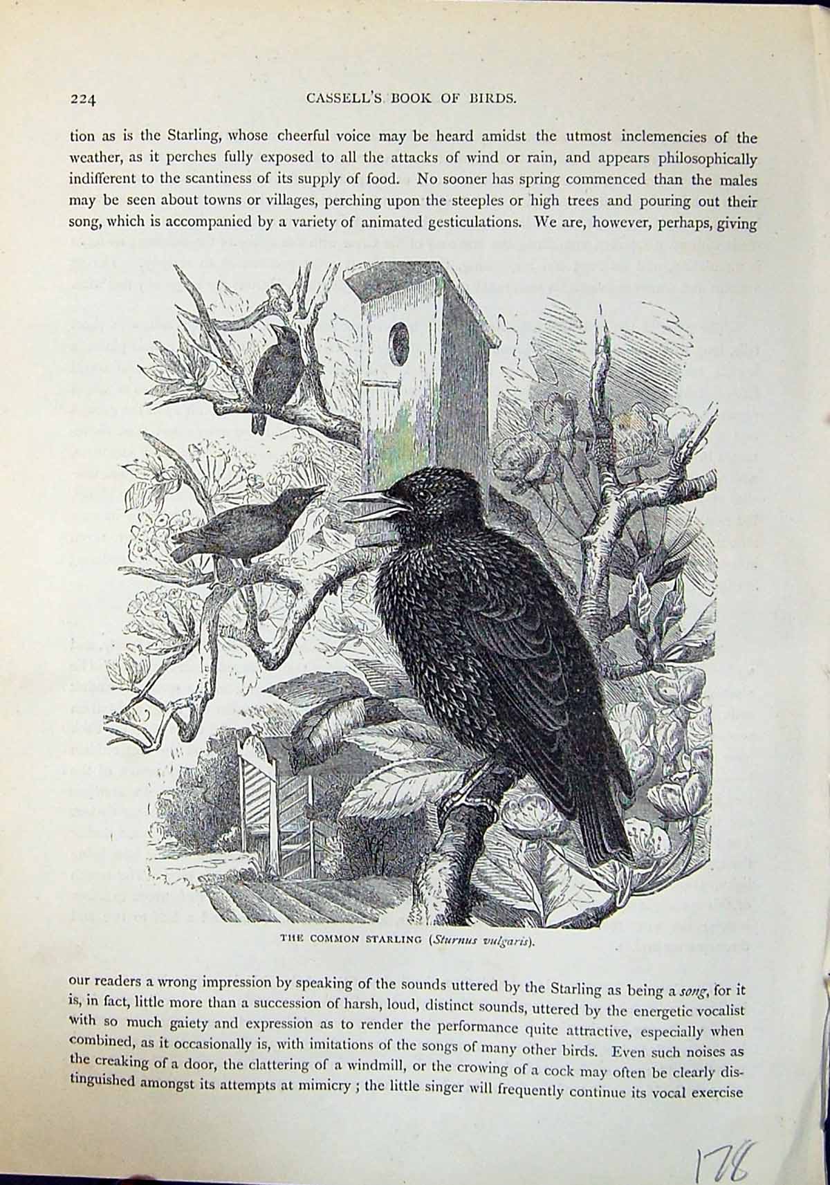Old Common Starling Sturnus Vulgaris Brehm Jones C1860 Cassell'S Bird Victorian