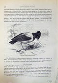 Antique Print Rose Starling Pastor Roseus Brehm Jones C1860 Cassell'S Birds