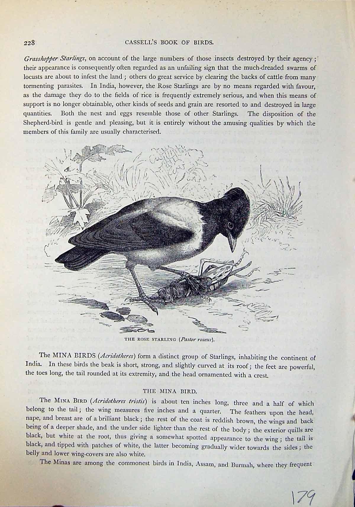 Antique Print Rose Starling Pastor Roseus Brehm Jones C1860 Cassell'S Birds