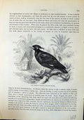 Old Print Musical Grakle Gracula Musica Brehm Jones C1860 Cassell'S Birds 19th