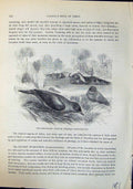 Old Red-Beaked Ox-Biter Buphaga Erythrorhyncha Brehm Jones C1860 Cass Victorian