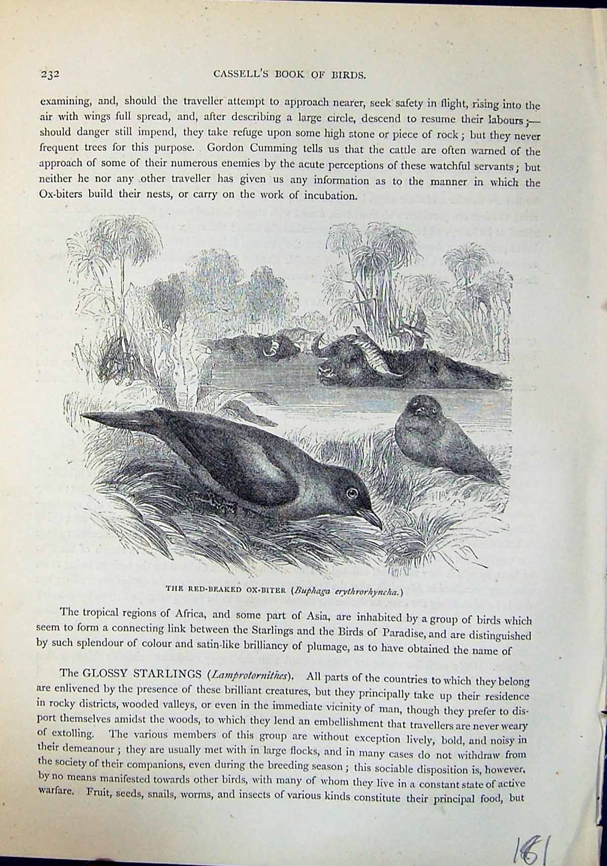 Old Red-Beaked Ox-Biter Buphaga Erythrorhyncha Brehm Jones C1860 Cass Victorian