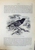 Old Superb Glossy Starling Notauges Superbus Brehm Jones C1860 Cassel Victorian