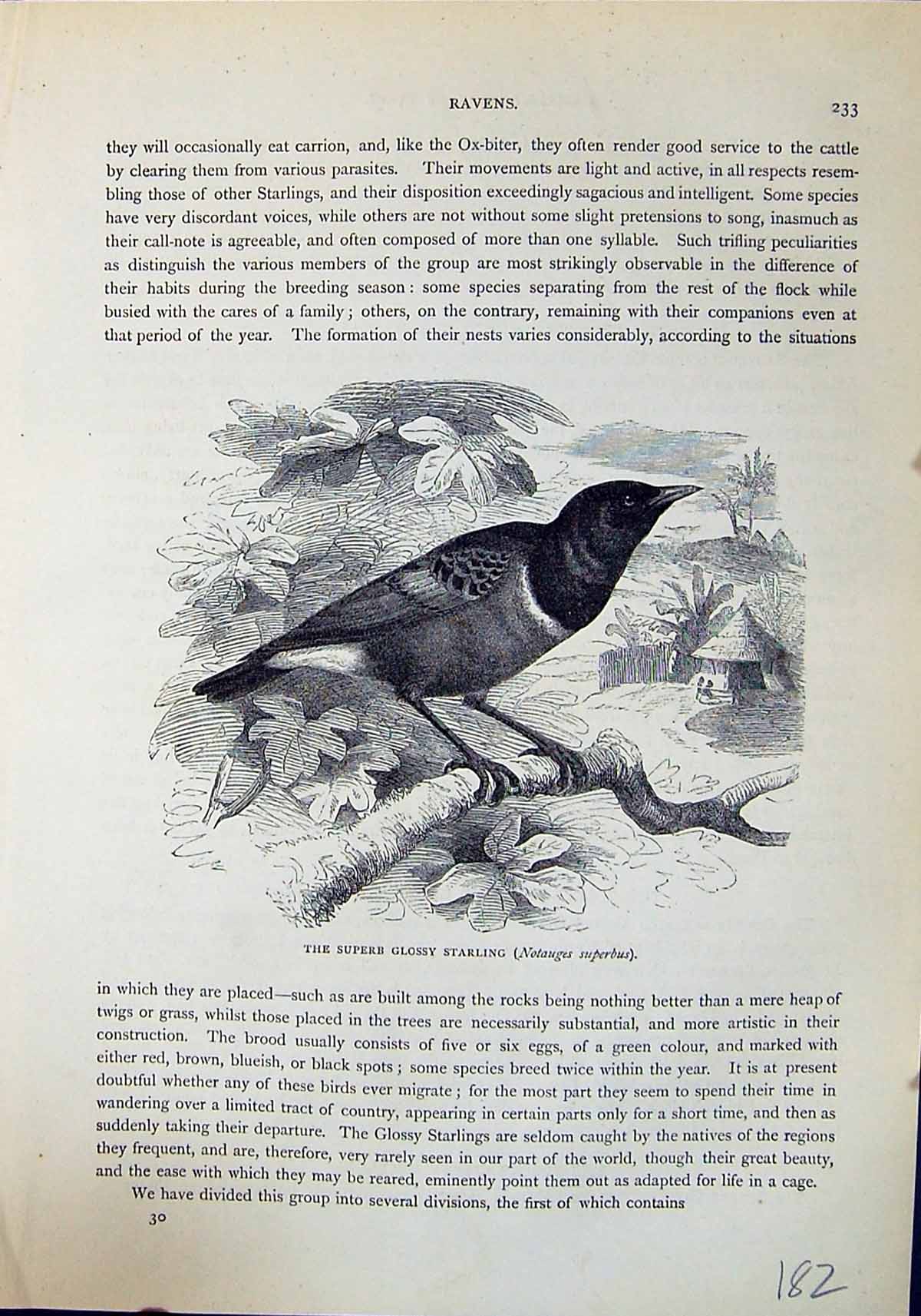 Old Superb Glossy Starling Notauges Superbus Brehm Jones C1860 Cassel Victorian
